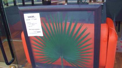 washingtonia.jpg