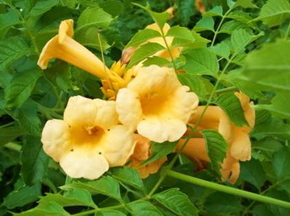 honeysuckle.jpg