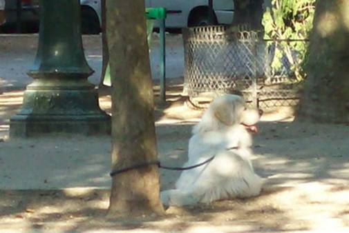 dog08.jpg