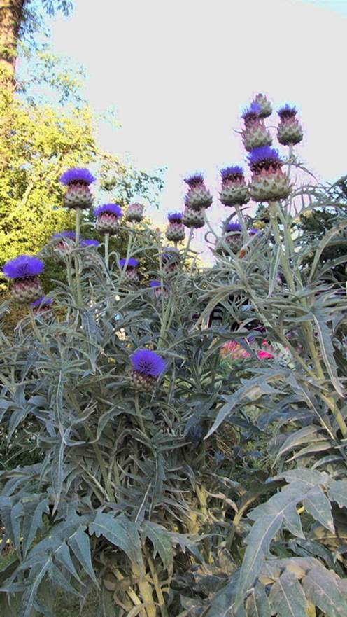 thistles.jpg