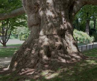 monceauoldtree.jpg