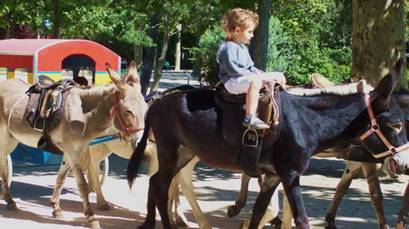 champdonkeys2.jpg