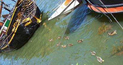 ducks2.jpg