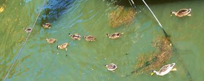 ducks.jpg