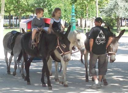 champdonkeys.jpg