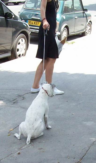 Description: stubborndog.jpg