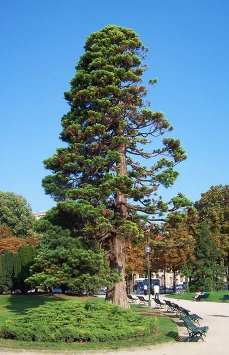 champssequoia.jpg