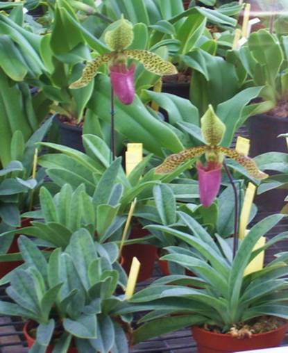 ladyslipper.jpg