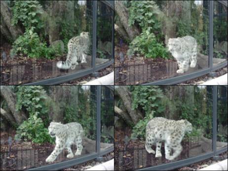 snowleopard1.jpg