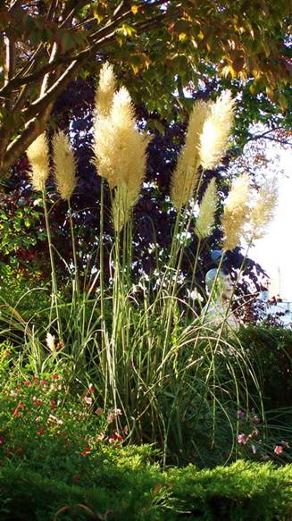 ajacciograsses.jpg