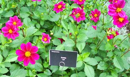 dahlia1.jpg