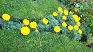 dieumarigolds.jpg