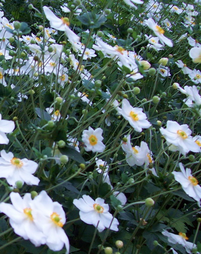 primroses.jpg