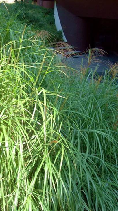 branlygrasses.jpg
